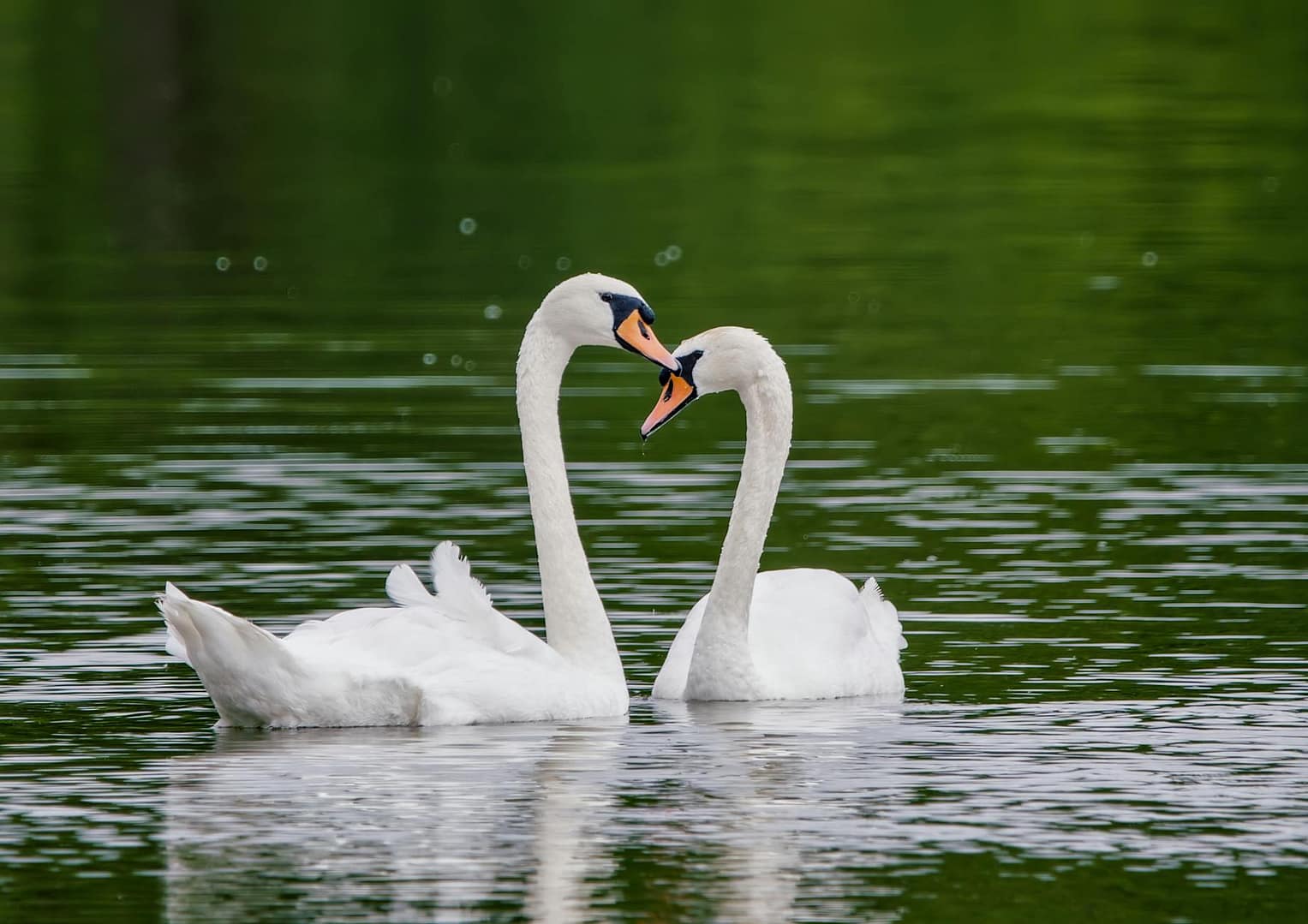 The Joyful Thrill of Dance