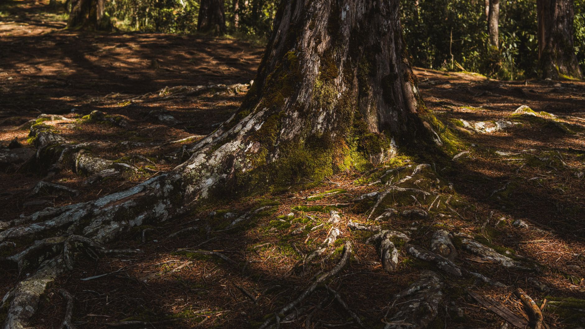 How to Release Stuck Energy: A Gentle Guide to Balancing Your Chakras