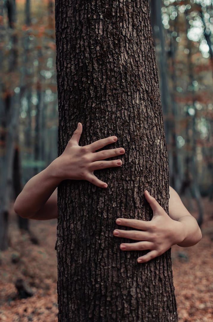 The Healing Power of Tree Connection: Why 15 Minutes in Nature Changes Everything