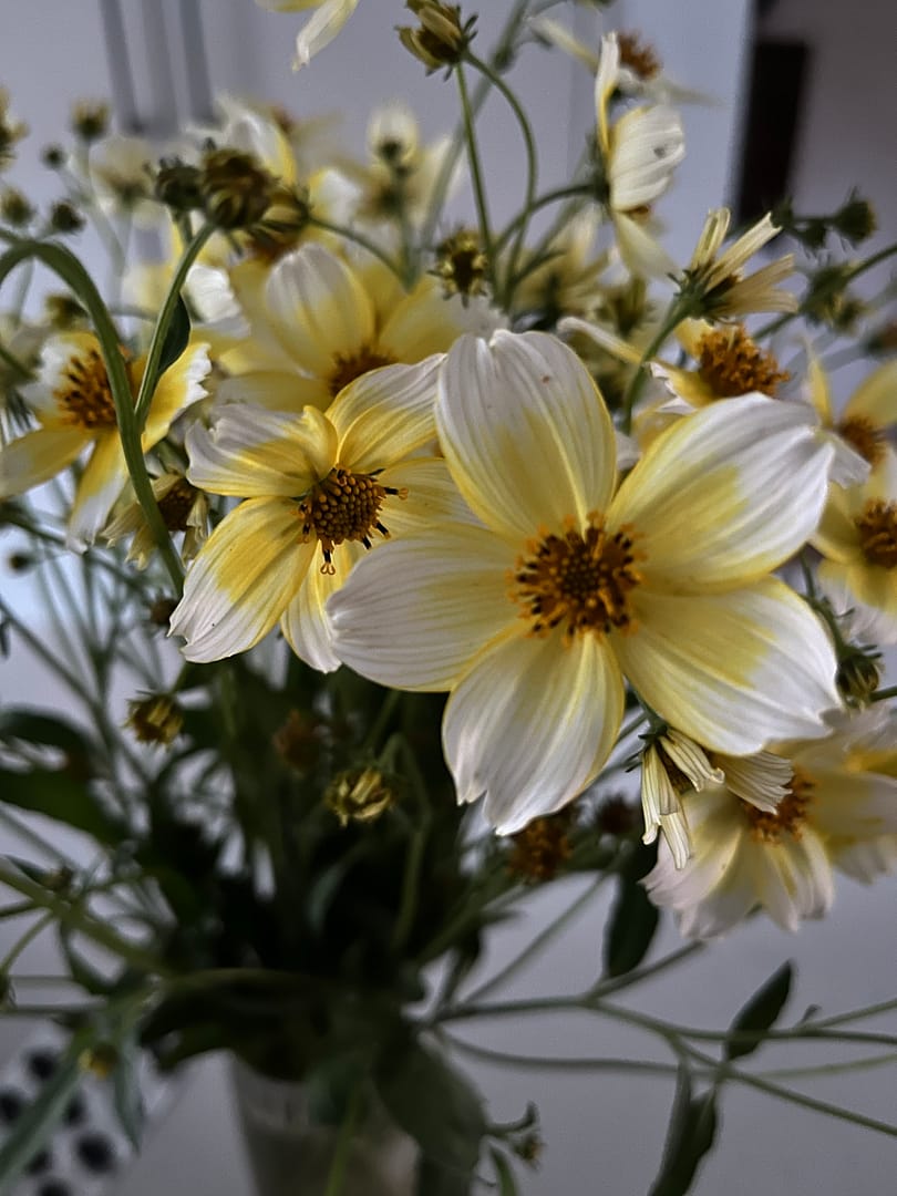 Aging Gracefully: The Beautiful Seasons of Life